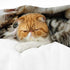 PALNKART 40x50in Cute Cat Flannel Blanket for Sofa Bed Travel Camping Chair, Soft Warm Lightweight Multifunctional Gift