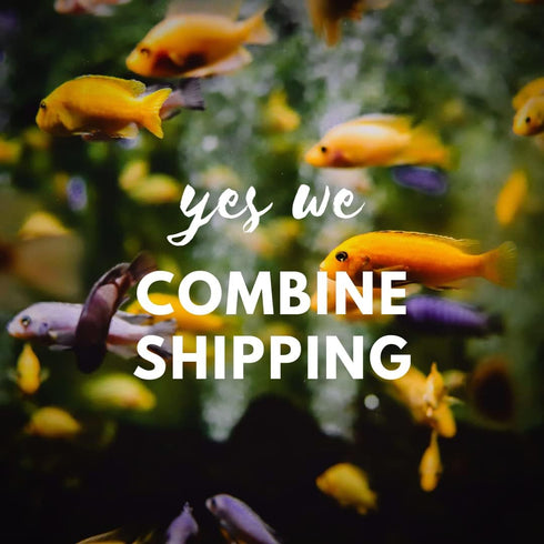 8 Pack Rudolph Shrimp Shrimp - Live Live Shrimp Live Shrimp Freshwater Freshwater Shrimp Shrimp Live