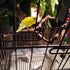 PINVNBY Parrot Perches Natural Birds Stand, Wild Grape Stick Grinding Paw Climbing Wood Accessories for Parakeet and