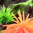 TEHAUX Simulation Sea Urchins Coral, Aquarium Fish Tank Decoration, Elastic Coral Crafts Ornament (Orange)