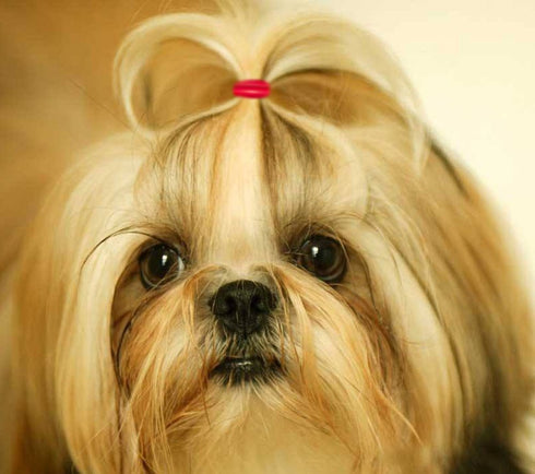 YOY 3/4" Pet Dog Stretchy Rubber Bands, 600/Box for Doggy Grooming Accessories