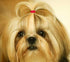 YOY 3/4" Pet Dog Stretchy Rubber Bands, 600/Box for Doggy Grooming Accessories