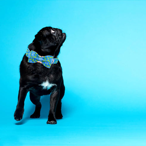 Elegant Little Tail Dog Collar - Dill Pickles Print Bow Tie Collar for X-Large Dogs