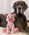 NOZES & TOZES Plush Pig Dog Toy | Dog stuffies for Large Dogs Dog Enrichment