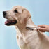 4 PCS Pet Grooming Brush Kit - Dog Brush for Shedding, Deshedding Dog Brush, Flea Comb, Stainless Steel Pet Comb