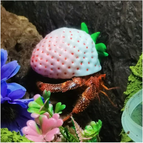 Opaeroo White Strawberries Shape Designs Hermit Crab Shells for Home Decorations Hermit Crab