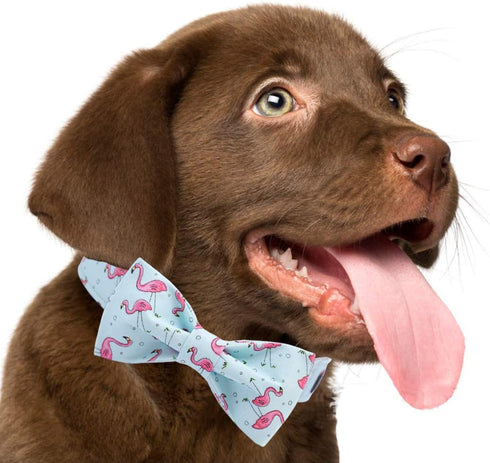 ARING PET Adjustable Bowtie Dog Collar for Small Medium Large Dogs