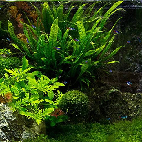 3X Marcus Fish Tanks - Java Fern Microsorum Pteropus Easy Live Aquarium Plants Aquatic Fish Tank Plants