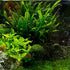Generic 2 1 Java Fern Microsorum Pteropus Easy Low Light Live Aquarium Plant - Buy Get