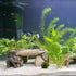 Resin Hideout Shelter for Shrimp and Crawling Pets, Aquarium Tortoise Cave Decorations, Spacious Betta Fish Resting Spot