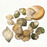 CHINGE ZHI Set, Natural Hermit Crab Shell Small to Medium Size