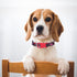Dog Collar for Small Dogs with Cute Heart Patterns, Adjustable Soft Pet Collar with Safety Buckle for Small Medium