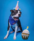 Nestpark Dog Birthday Toy - Pup Cake Puppy Cupcake Plush Squeak and Crinkle Gift
