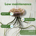 BubbleBlooms Large Hanging Tillandsia Jellyfish Plant