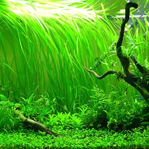 Generic 15 8 10 Jungle Vals Plants, Jungle Vallisneria Aquarium Plant Live for Gardening, Inc to Inc Long, No Ship