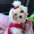 Chenkou Craft 40pcs Puppy Yorkie Dog Hair Bow, Pure Ribbon with Rubber Band, 40mm, Mix Colors, Pet Grooming Products