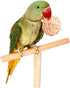 Tfwadmx 10 Pcs Willow Ball, Bird Foraging Toys, Small Animal Chew Toy for Parrot, Macaw, Hamster, Guinea Pig