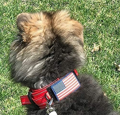 2-Inch Wide Tactical Dog Collar with Control Handle, Adjustable for Medium & Large Dogs, Military Style with Name Plate