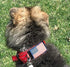 2-Inch Wide Tactical Dog Collar with Control Handle, Adjustable for Medium & Large Dogs, Military Style with Name Plate