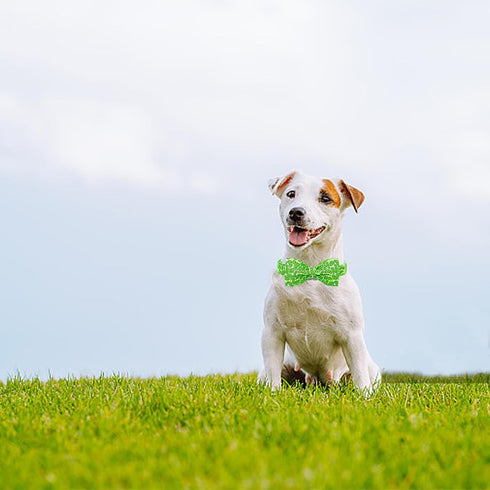 Lionheart Glory Dog Bow Collar - Cucumbers Print Adjustable Green Spring Collar for Large Dogs with Bowtie