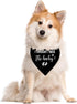 I Thought I was The Baby Dog Bandana, Triangle Scarf Accessories for Small Medium Large Dogs, Pregnancy Announcement