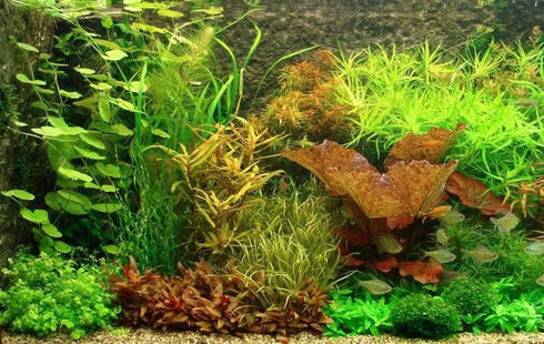 Aquatic Discounts 4 BUY2GET1FREE! Types of Easy/Beginner Live Aquarium Plants - Anubias + Amazon Sword + Ludwigia +