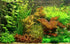 Aquatic Discounts 4 BUY2GET1FREE! Types of Easy/Beginner Live Aquarium Plants - Anubias + Amazon Sword + Ludwigia +