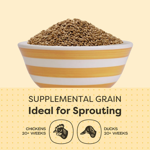 10 lbs 8.5% Scratch and Peck Whole Barley Chicken, Duck and Livestock Supplemental Grain - Bag - Protein, Certified
