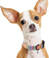 Faygarsle Dog Collar for Small Medium Large Dogs, Colorful Pinstripe Patterned Collars for Summer Spring Wedding, L