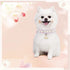 PetsHome Cat Dog Collar, Beautiful Lace Cute Pearl Premium PU Leather with Shell Pendant Adjustable for Small Dog and