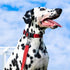 EXCELLENT ELITE SPANKER Reflective Dog Collar, Classic Breathable Nylon Adjustable Pet Collar for Small Medium Large