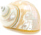 Hermit Crab Shells | Turbo Shells | White Pearl Jade Green Turbo