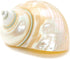 Hermit Crab Shells | Turbo Shells | White Pearl Jade Green Turbo