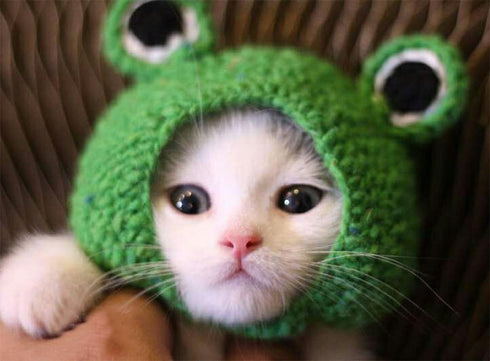 Pet Hat - Handmade Knitted Woolen Yarn Cap for Dog Cat Puppy Teddy Cartoon Frog Grooming Accessories, Green, S