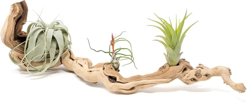 Grapewood Branches with Tillandsia Air Plants - Multiple Sizes (Medium)