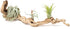 Grapewood Branches with Tillandsia Air Plants - Multiple Sizes (Medium)