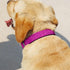 Glittering Basic Dog Collar, Comfy Durable Adjustable Nylon for Small Medium Large Dogs, Eco-Friendly Plastic Buckle,