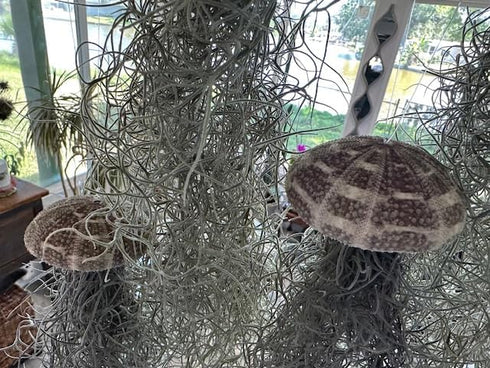 Generic 3 Set- Jellyfish Hanging Sea Urchin & Spanish Moss Air Plant, Tillandsia Air Plant, Live Airplant, Healthy