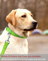 Reflective Dog Collar with Buckle - Adjustable Safety Nylon Collars for Small Medium Large Dogs, Grass Green M