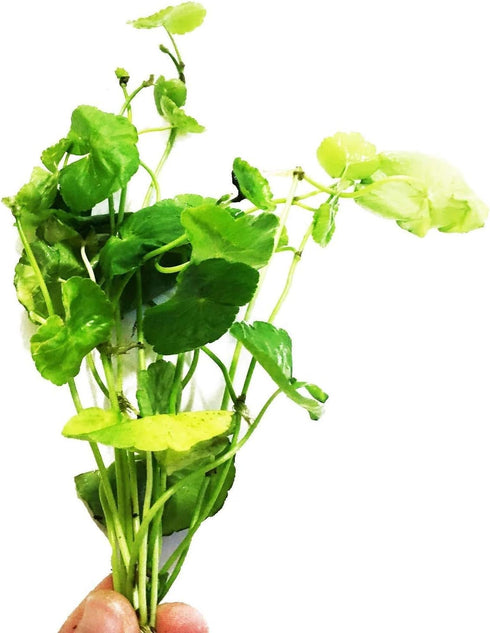 PLANTEREST Brazilian Pennywort Potted Hydrocotyle Leucocephala Tropical Easy Live Aquarium Plants Decorations for