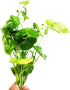 PLANTEREST Brazilian Pennywort Potted Hydrocotyle Leucocephala Tropical Easy Live Aquarium Plants Decorations for
