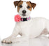 2 Pack Floral Dog Collar with Removable Flower, Adjustable Nylon Pet Collars for Large Dogs