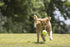 PetSport Yellow Tennis Ball Dog Toys | 1 Pack Mega (6") Tuff Balls for Extra Large Dogs | Non-Toxic Felt & Rubber