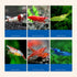 HEYXI 30g/60g/ Aquarium Small Fish Brine Shrimp Eggs Artemia Forages Guppy Eggfood