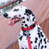 EXCELLENT ELITE SPANKER Reflective Dog Collar - Classic Soft Padded Breathable Nylon Adjustable for Small Medium Large