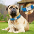 Reflective Dog Collar - Adjustable Safety Nylon with Metal Buckle, Heavy Duty Quick Release for Small Medium Large