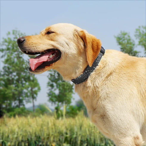 Glittering Basic Dog Collar, Adjustable Stylish Nylon for Small Medium Large Dogs, Eco-Friendly Plastic Buckle, Fit