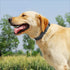 Glittering Basic Dog Collar, Adjustable Stylish Nylon for Small Medium Large Dogs, Eco-Friendly Plastic Buckle, Fit