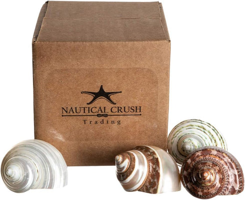 4 2-2.5" 1" Hermit Crab Shells | Turbo Shells | Assorted Turbo Shells | Opening Size Approx. | Hermit Crab House