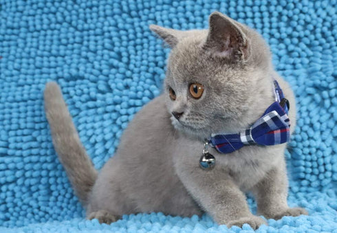 THAIN Cat Collar with Breakaway Safety Buckle, Bell and Bow Tie, Adjustable 7-11 inches, Blue Plaid Pattern for Kittens